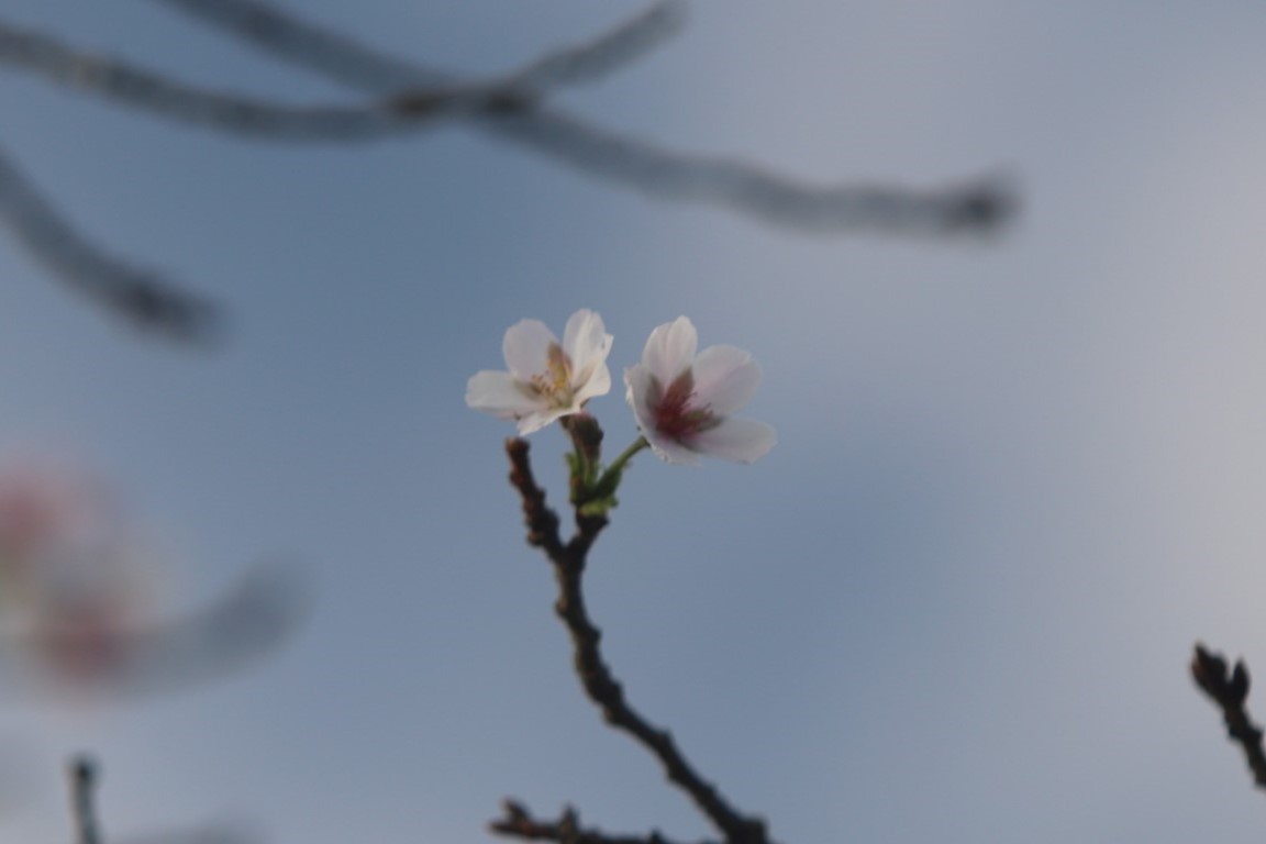 10月に咲いた桜４