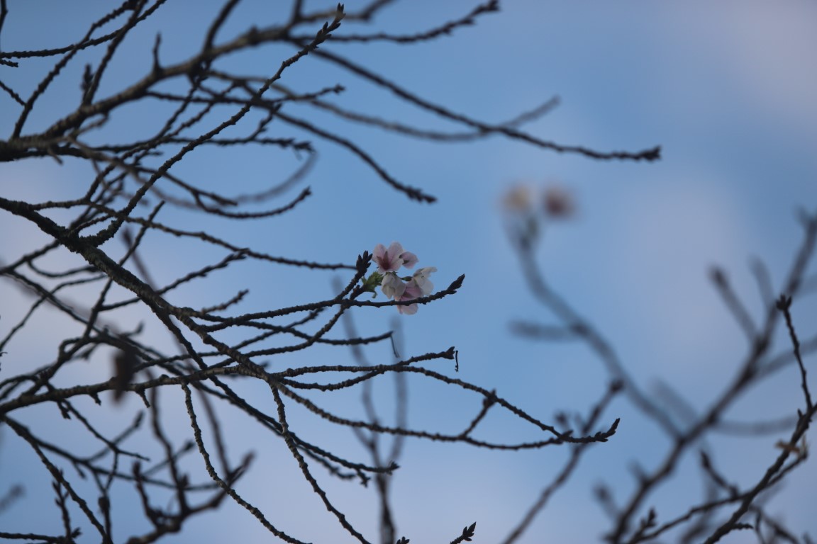 10月に咲いた桜３