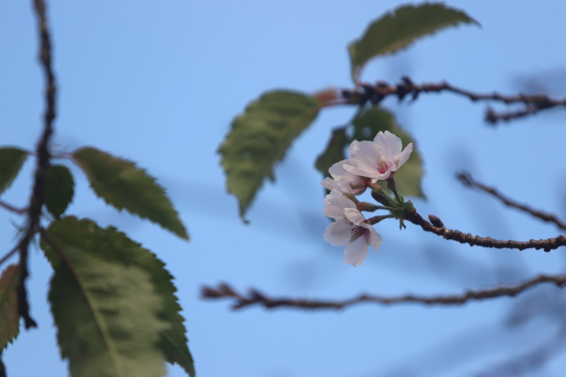 10月に咲いた桜２